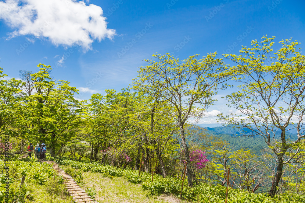 新緑の登山道