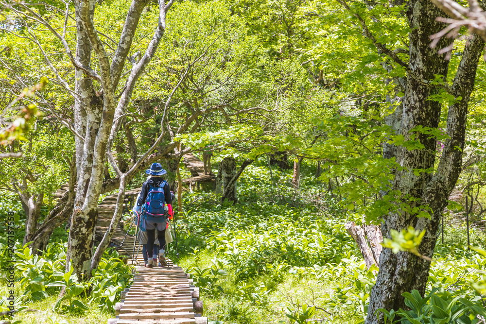 新緑の登山道