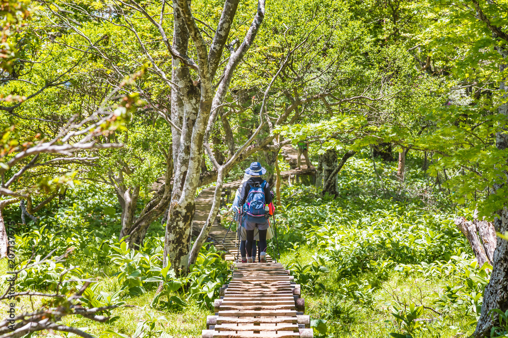 新緑の登山道