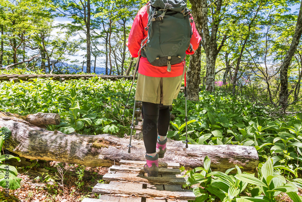 新緑の登山道