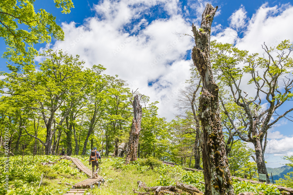 新緑の登山道