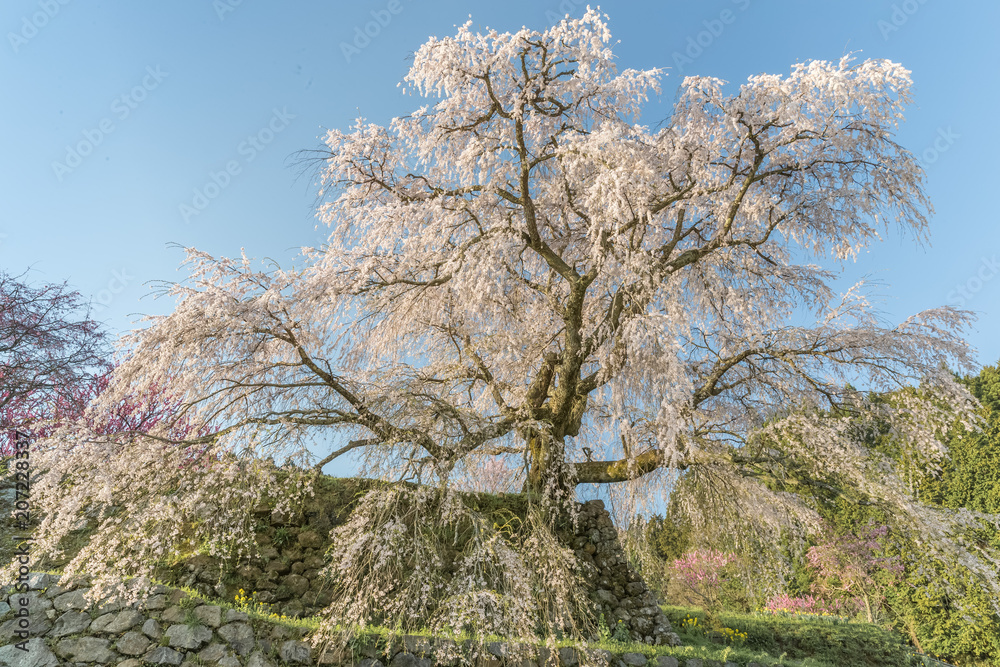 Matabei sakura，种植在奈良县宇田市洪果地区的受人喜爱的巨型悬垂樱花树