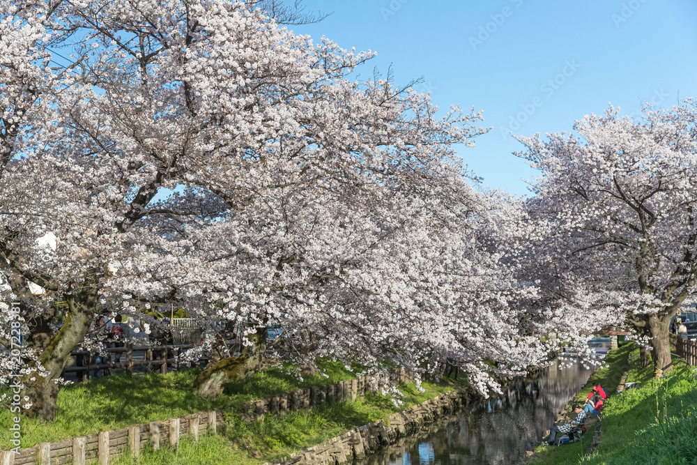 日本樱花与小运河在春天的季节