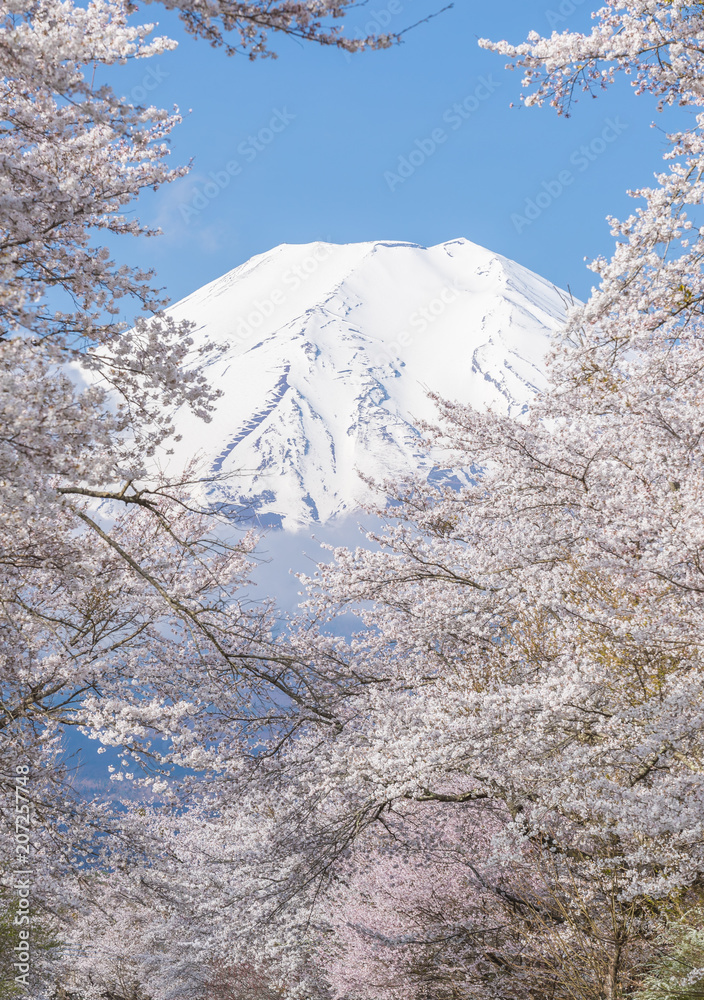 春天的大野博凯樱花树和富士山