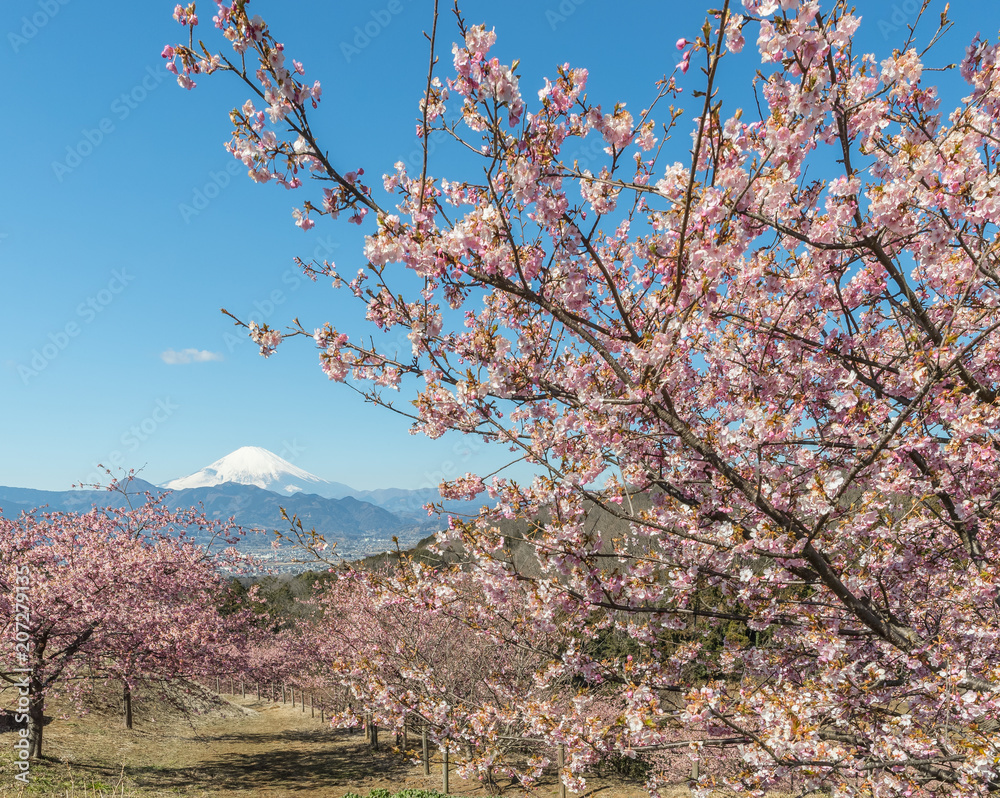 春天的川祖萨卡拉和富士山