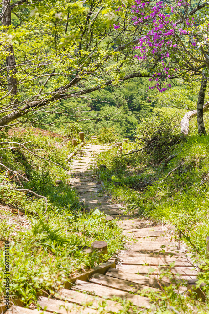 新緑の登山道