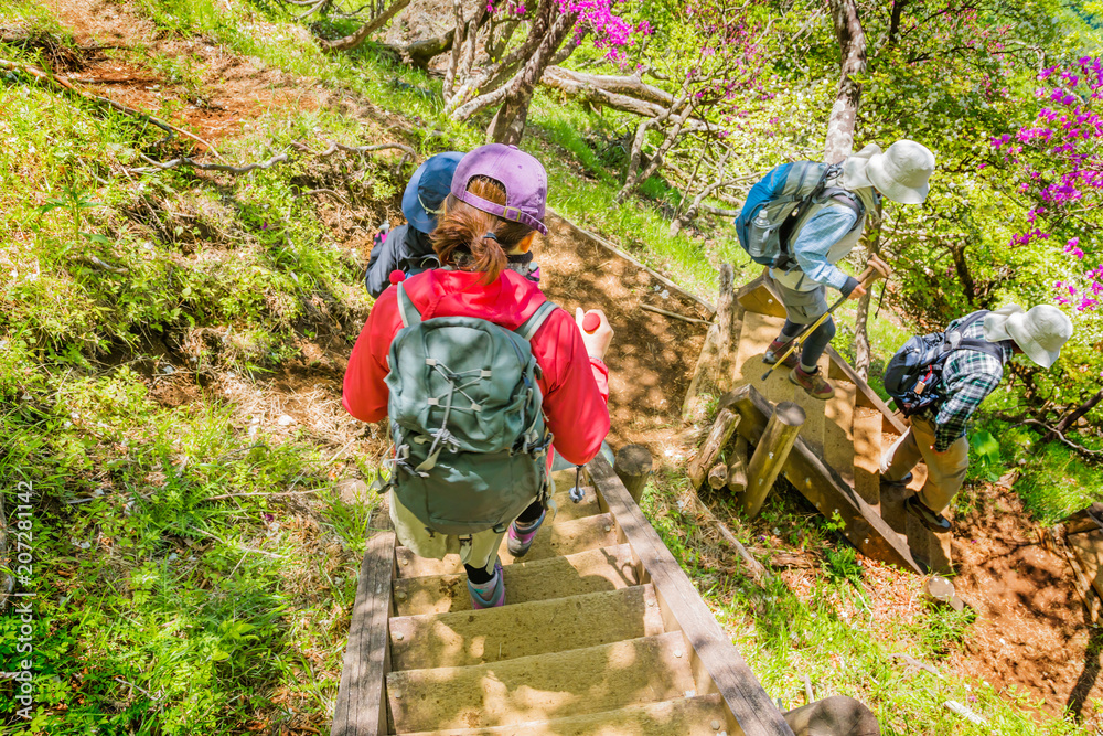 新緑の登山道