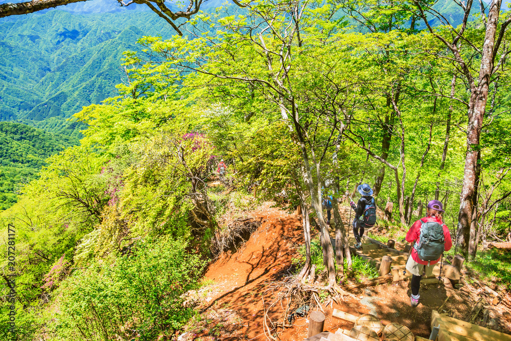 新緑の登山道