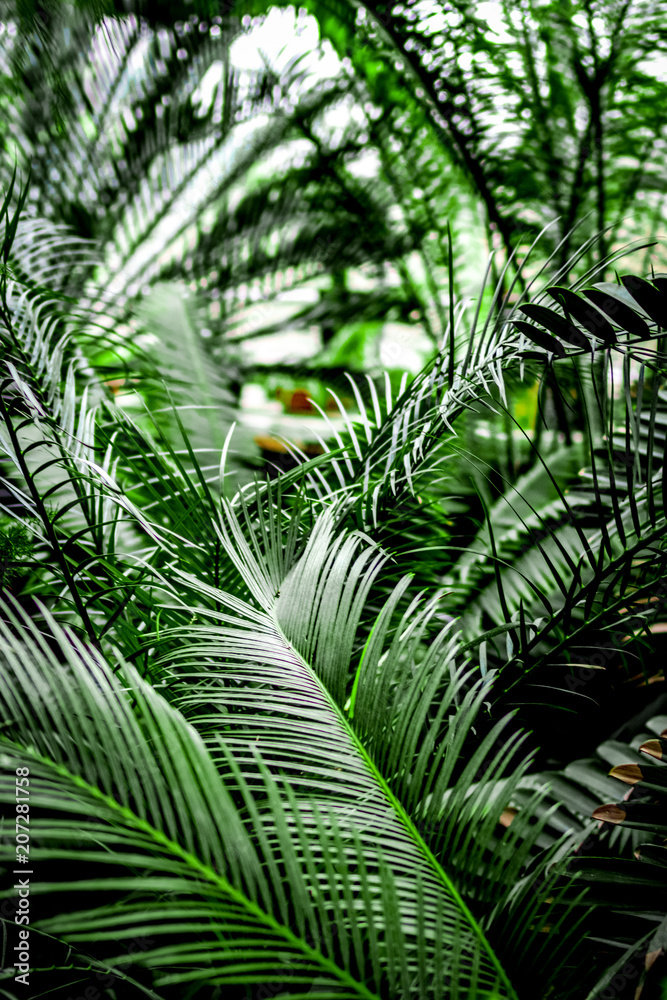 温室里的奇异绿色植物叶子特写