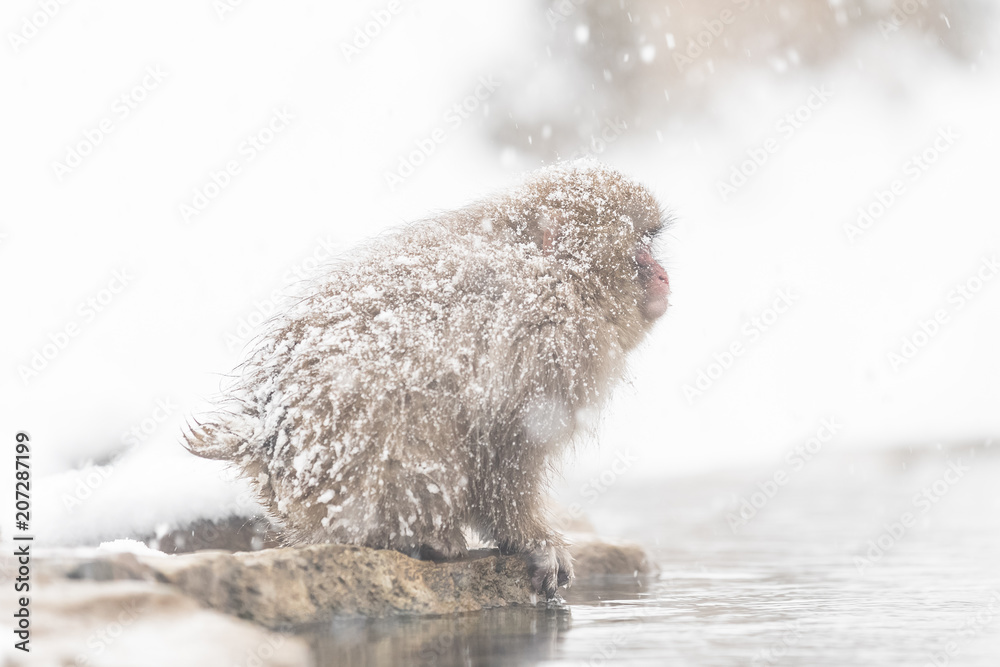 Jigokudani Monkey Park , monkeys bathing in a natural hot spring at Nagano , Japan