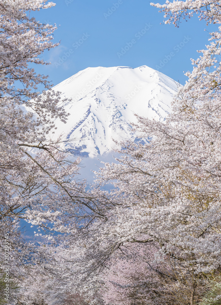 春天的大野博凯樱花树和富士山