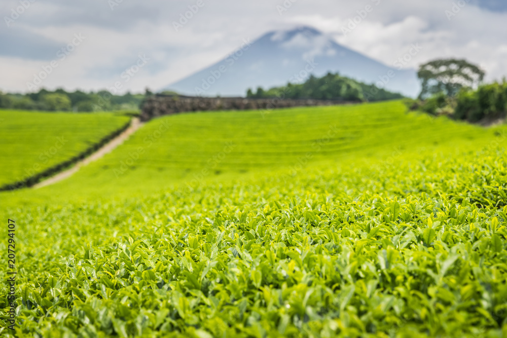 静冈县春天的茶园和富士山