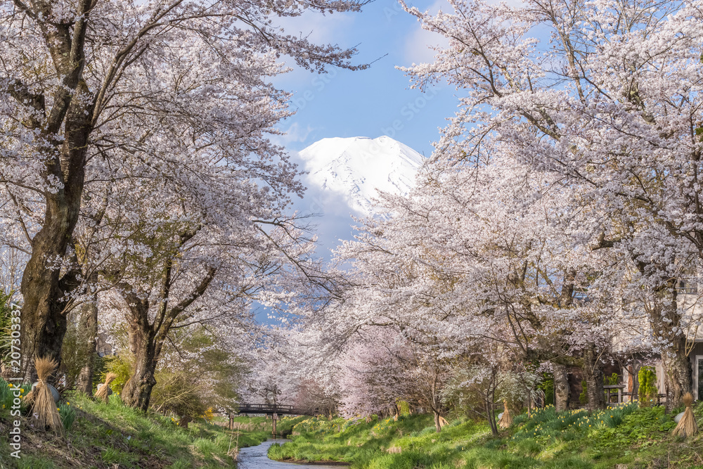 春天的大野博凯樱花树和富士山