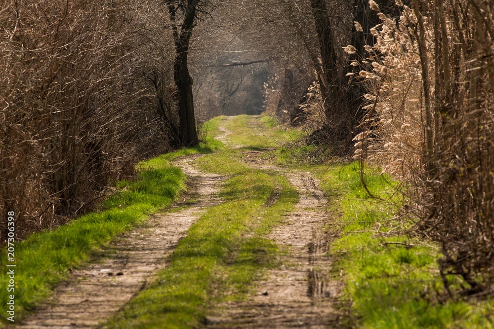 森林中的土路景观