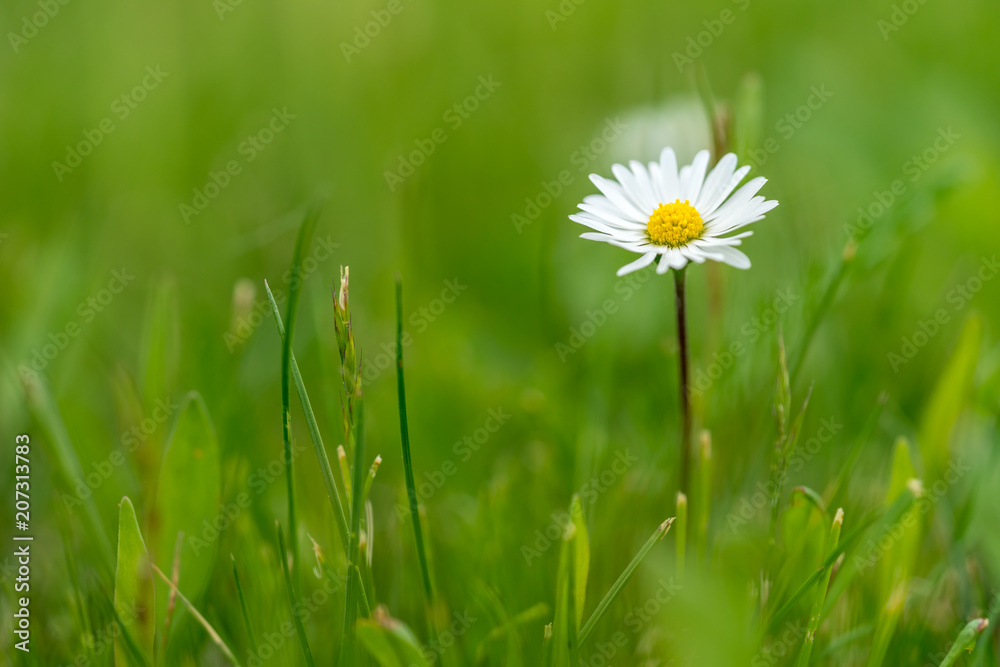 Sommerliches Gänseblümchen auf einer Wiese