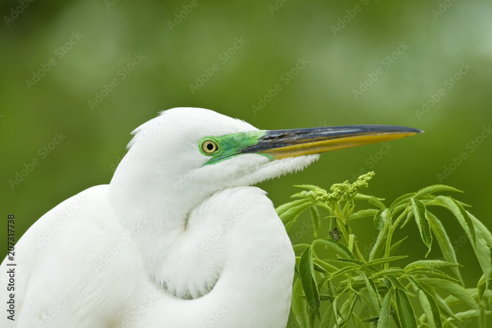 Male Great Egret in Breeding Colors