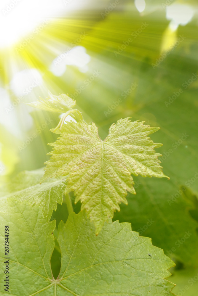 Foglia di vite con raggi di sole 