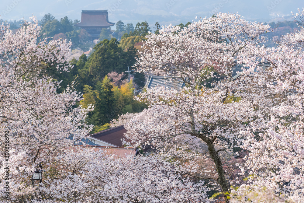 吉野山樱花。奈良县吉野山，日本最著名的樱花