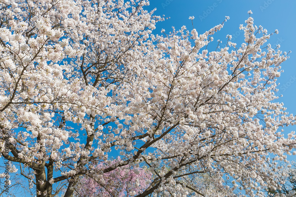 日本樱花在春天绽放