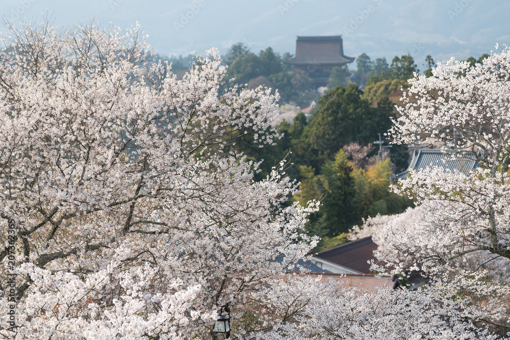 吉野山樱花。奈良县吉野山，日本最著名的樱花