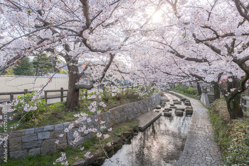 日本樱花在春天开小运河