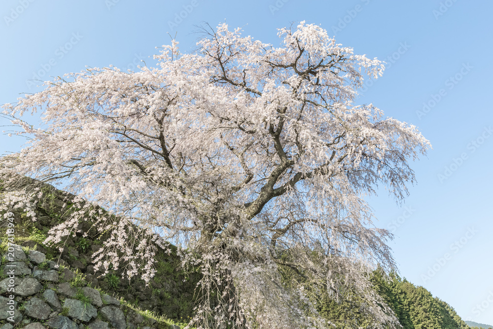 Matabei sakura，种植在奈良县宇田市洪果地区的受人喜爱的巨型悬垂樱花树