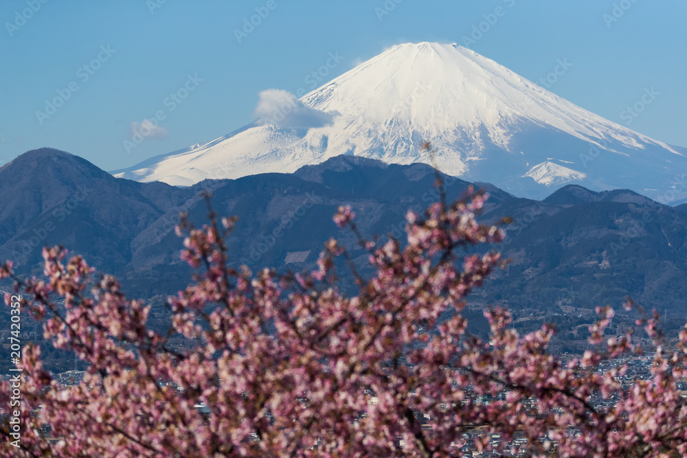 春天的川祖萨卡拉和富士山