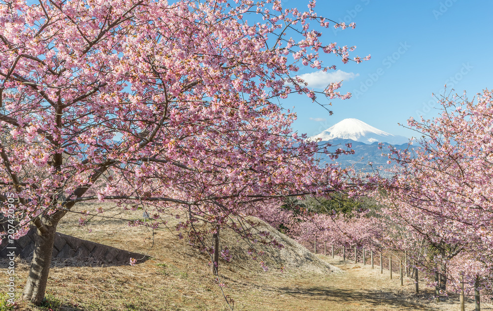 春天的川祖萨卡拉和富士山