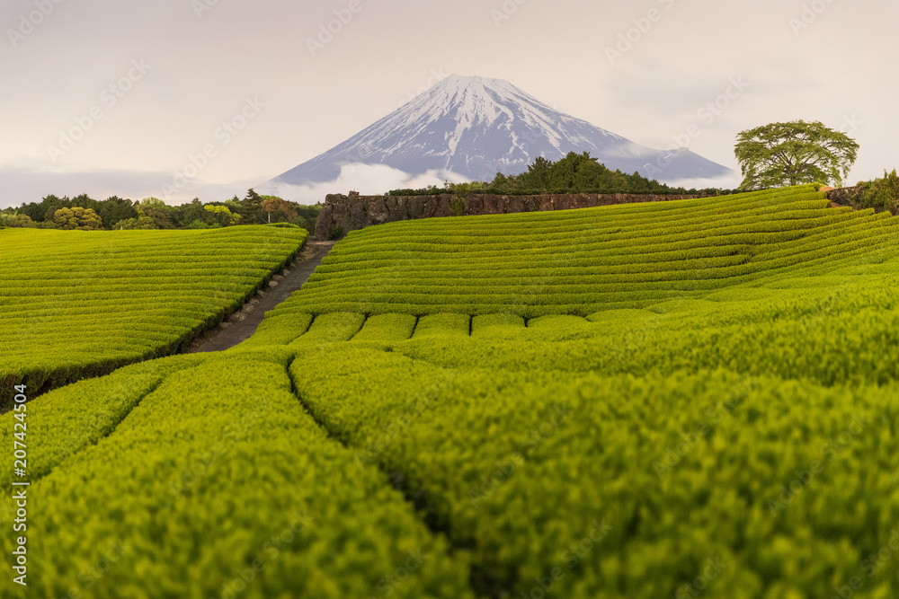 静冈县春天的茶园和富士山夜景