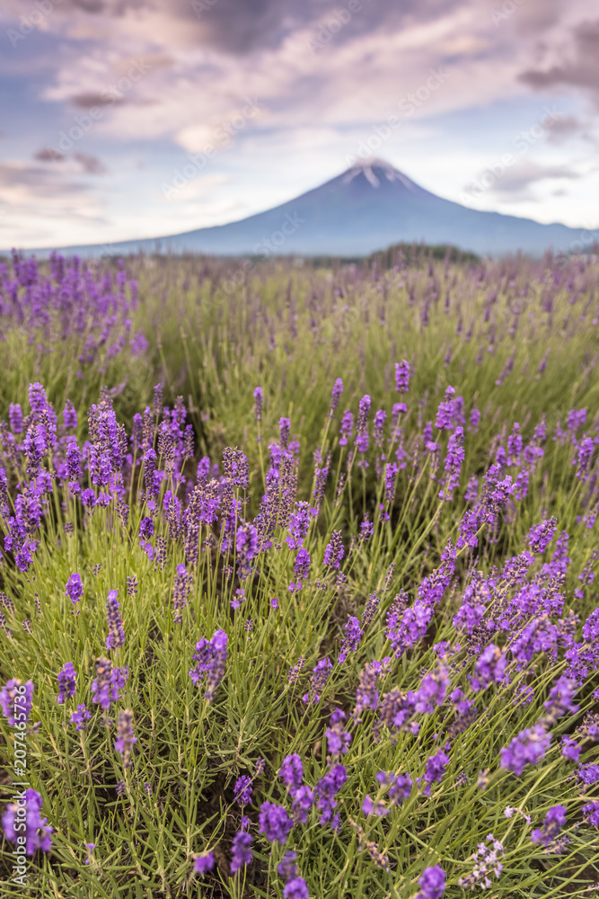 kawaguchiko湖夏季富士山和薰衣草田的景色