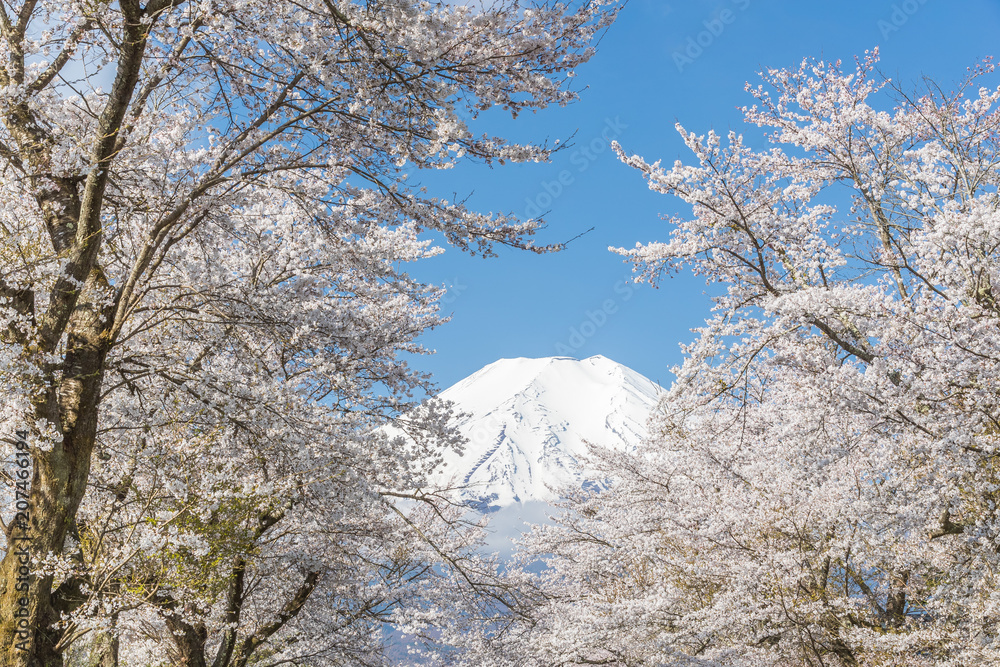 樱花树和富士山在Oshino Hakkai的春天