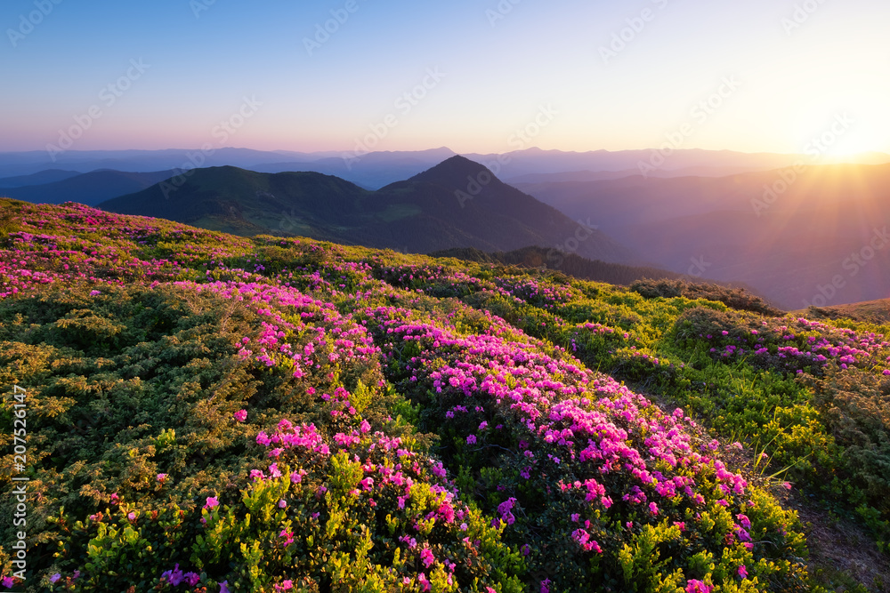 鲜花盛开、日出时的山脉。夏季美丽的自然景观