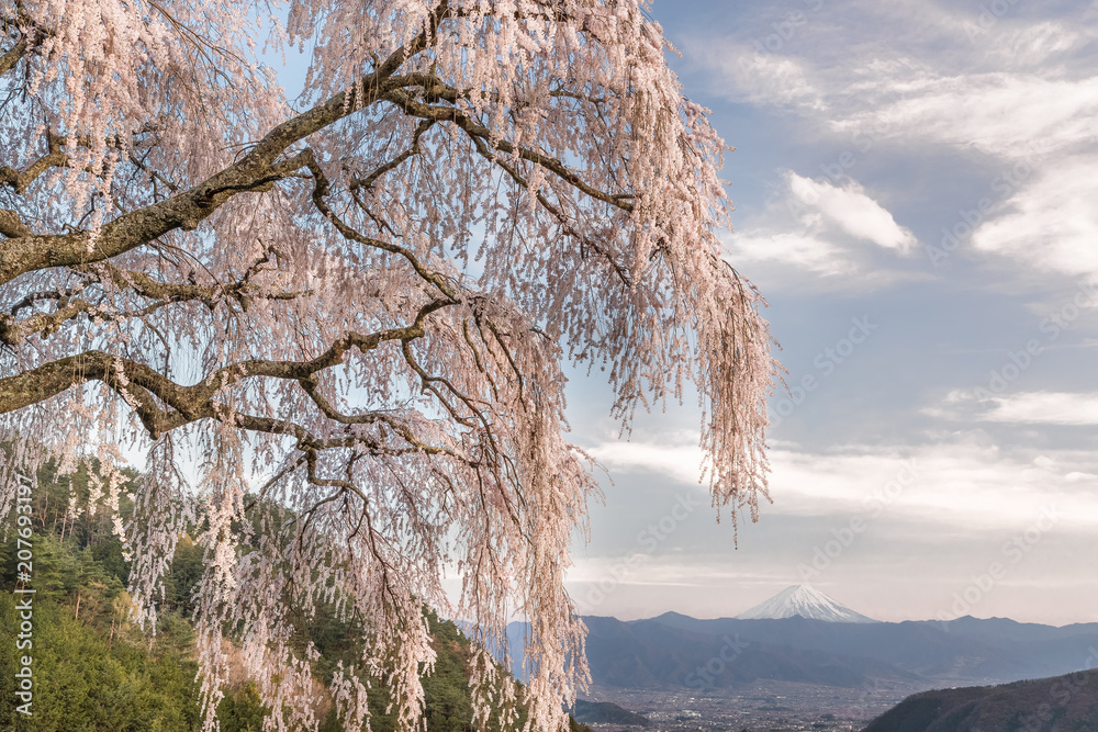 山梨镇的Shidare樱花和富士山。Shidara樱花是下垂的樱花树