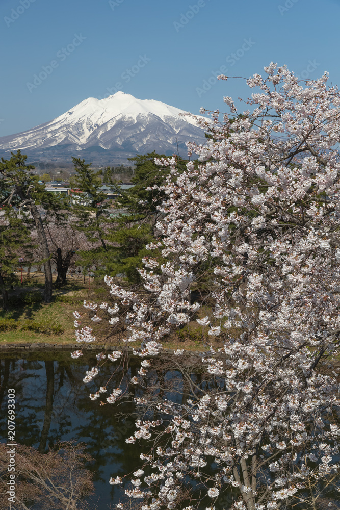 伊和山和樱花在春天绽放。岩城山是一座位于西南部的复合火山