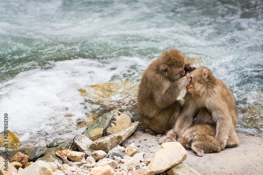 Jigokudani Monkey Park , monkeys bathing in a natural hot spring at Nagano , Japan