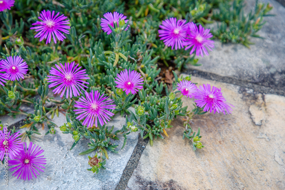 花壇の脇に咲く紫色の花