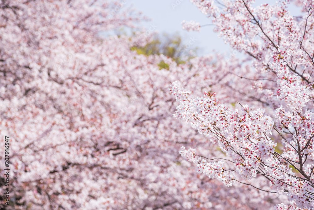 満開の桜の花