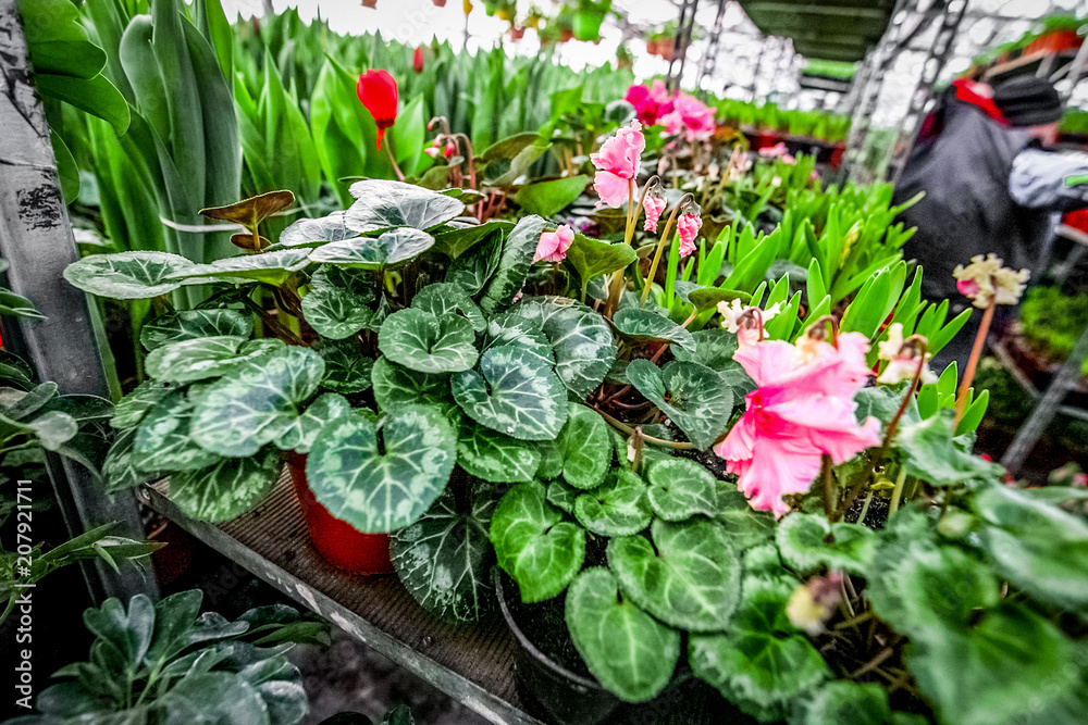 Beautiful flowers at greenhouse