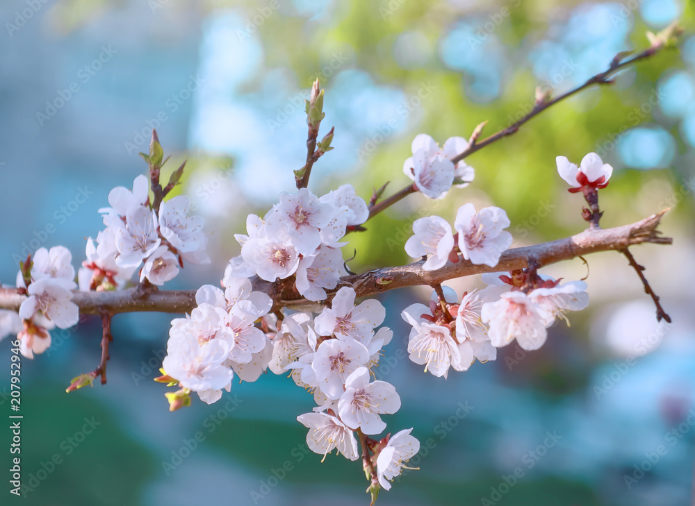 阳光明媚的早晨，开放空间里杏树开出美丽的白花，特写，花香