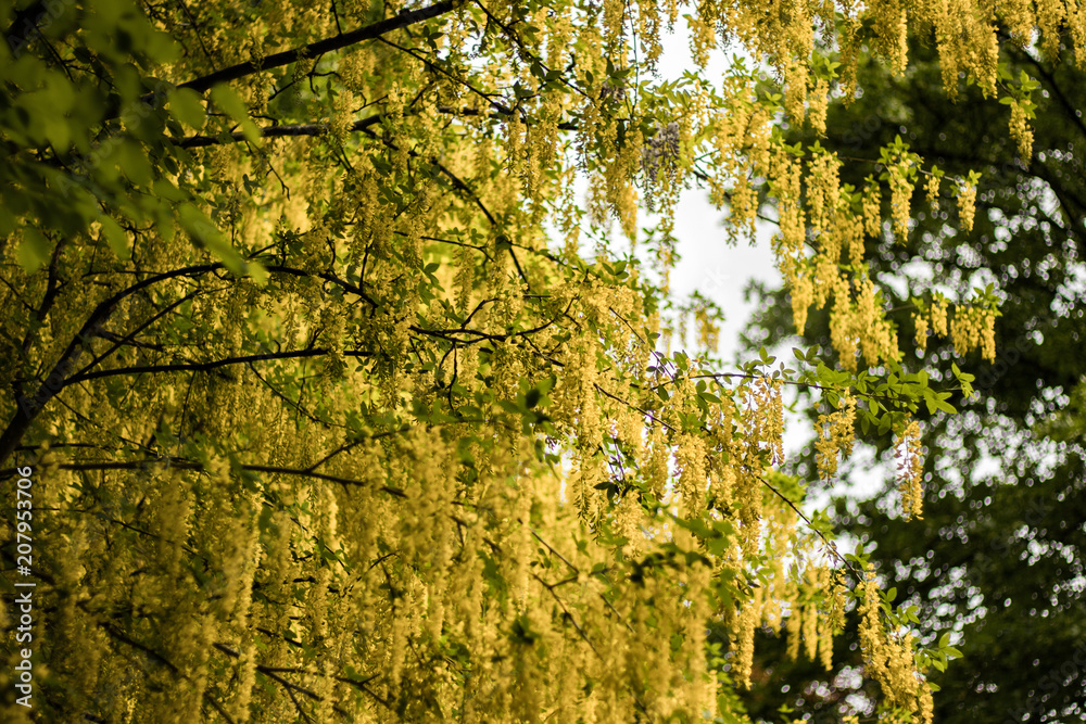 Gelber Baum / Blume