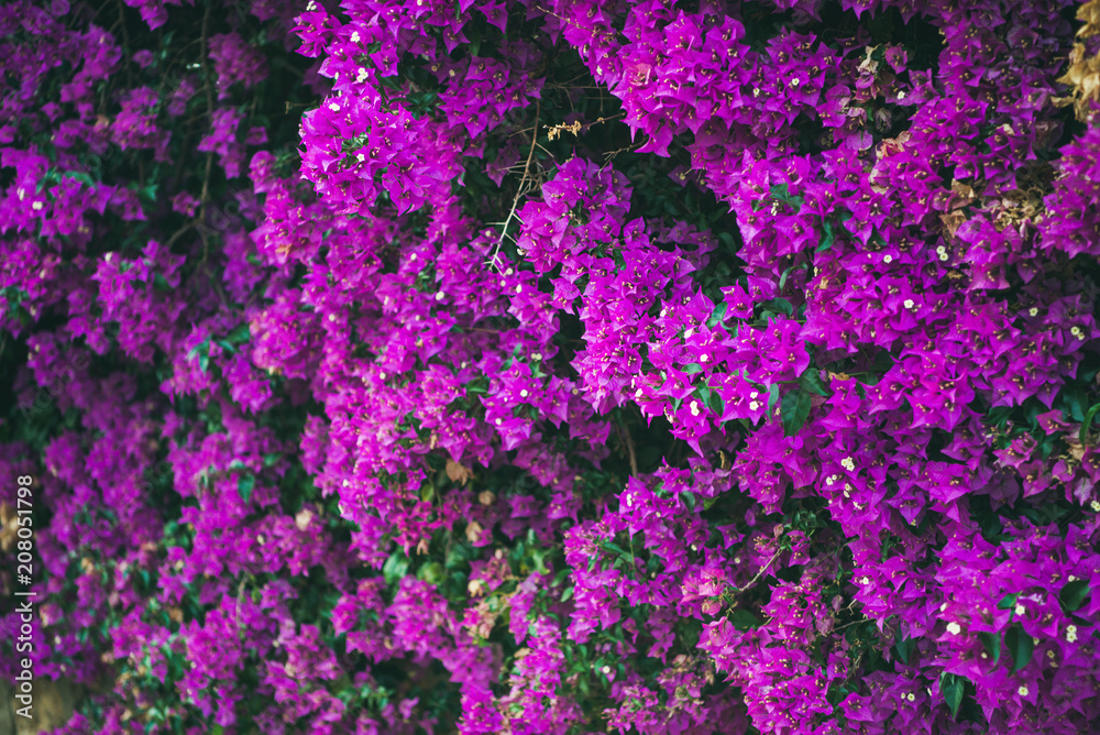 Purple blooming Bougainvillea tree flowers. Typical Mediterranian outdoor street exterior in summer