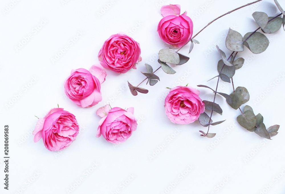 Beautiful pink roses and eucalyptus leaves scattered on a white background, overhead view. Flat lay.