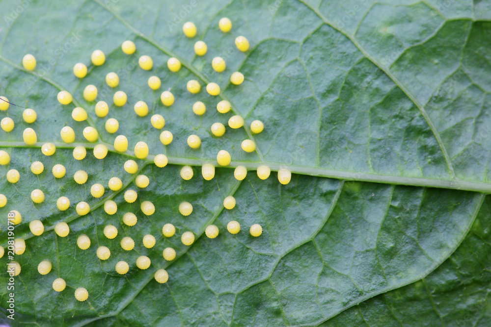 texture of butterfly eggs on green leaf background.