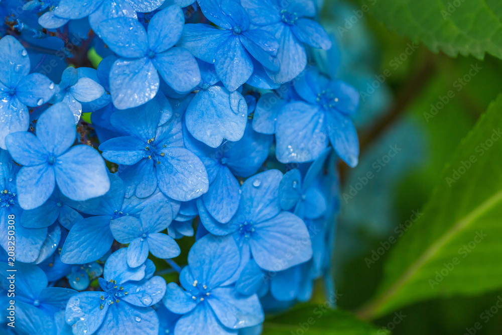 瑞々しい紫陽花の花