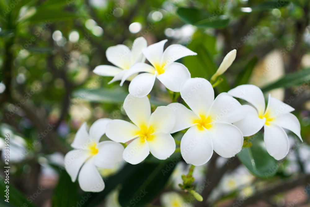 花园里的紫藤正在开花