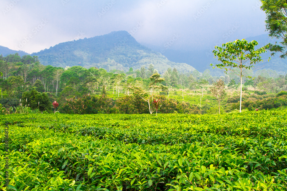 印度尼西亚茂物，茂物茶园