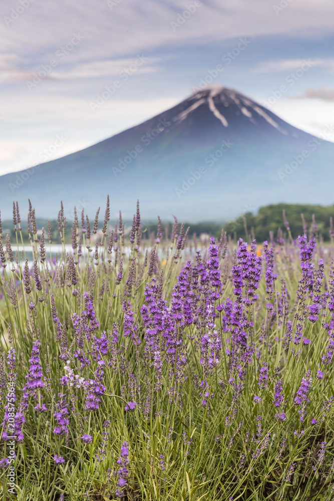 View of Mountain Fuji and lavender fields in summer season at Lake kawaguchiko