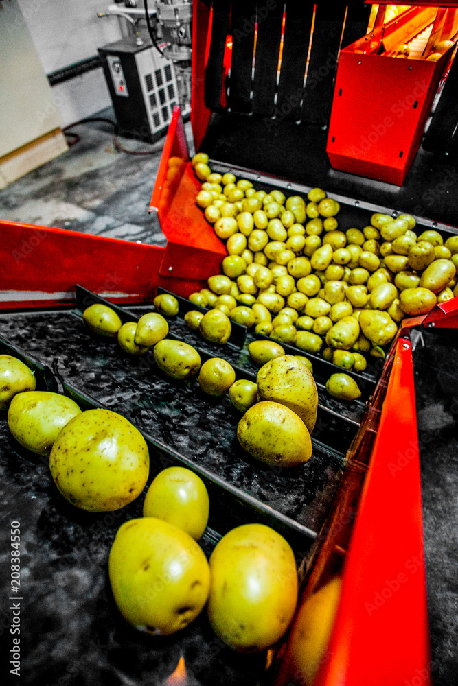 Potato sorting, processing and packing factory