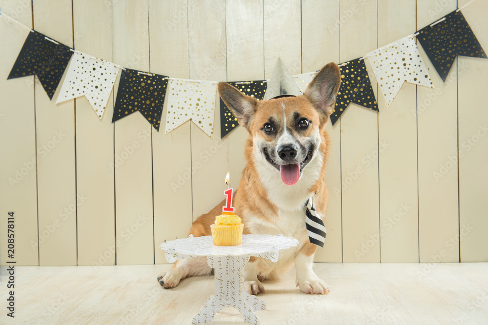 可爱的彭布罗克柯基犬戴着生日帽和节日纸杯蛋糕