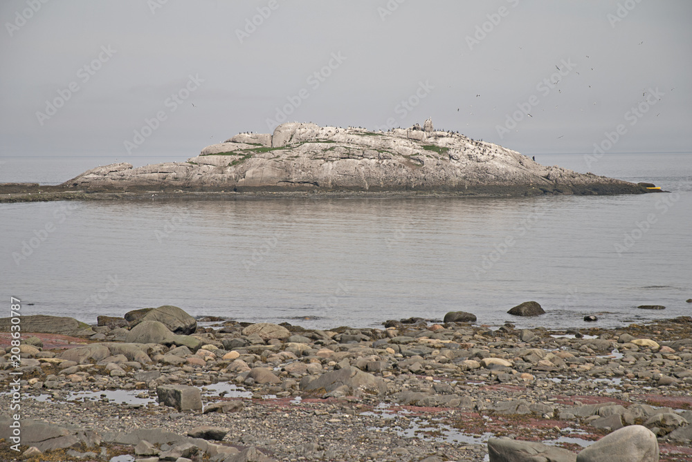 Oiseau sur rocher dans leau